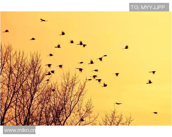 喜鹊主场完胜云达不莱梅，展翅高飞向胜利的天空
